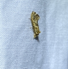 Moerarchis inconcisella (A tineid moth) at QPRC LGA - 7 Mar 2022 by Steve_Bok