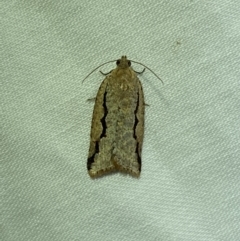 Meritastis undescribed species (A Tortricid moth) at Jerrabomberra, NSW - 7 Mar 2022 by SteveBorkowskis