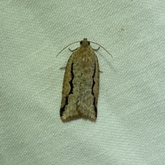 Meritastis undescribed species (A Tortricid moth) at Jerrabomberra, NSW - 7 Mar 2022 by Steve_Bok