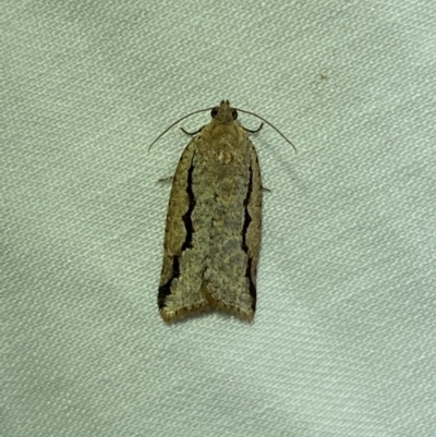 Meritastis undescribed species (A Tortricid moth) at Jerrabomberra, NSW - 7 Mar 2022 by Steve_Bok