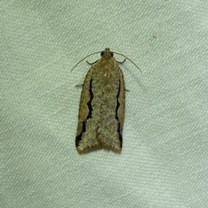 Meritastis undescribed species at Jerrabomberra, NSW - 7 Mar 2022