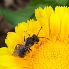 Lasioglossum (Chilalictus) lanarium (Halictid bee) at Sullivans Creek, Lyneham South - 7 Mar 2022 by megsclass