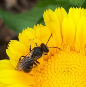 Lasioglossum (Chilalictus) lanarium at Lyneham, ACT - 7 Mar 2022