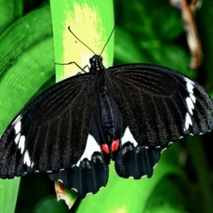 Papilio aegeus at Page, ACT - 7 Mar 2022 04:02 PM