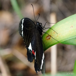 Papilio aegeus at Page, ACT - 7 Mar 2022