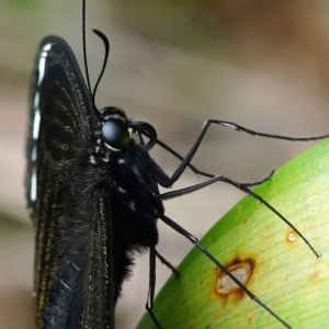 Papilio aegeus at Page, ACT - 7 Mar 2022