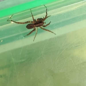 Venatrix sp. (genus) at Lyneham, ACT - 7 Mar 2022