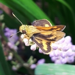 Ocybadistes walkeri (Green Grass-dart) at Sullivans Creek, Lyneham South - 7 Mar 2022 by megsclass