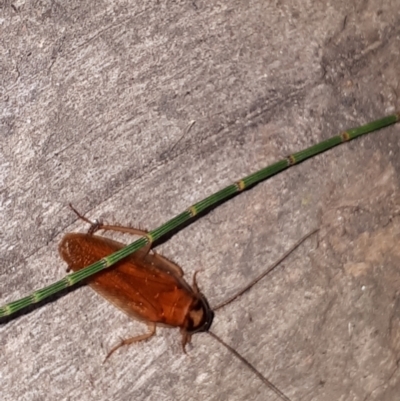 Robshelfordia circumducta (Shelford's Variable Cockroach) at Sullivans Creek, Lyneham South - 7 Mar 2022 by megsclass