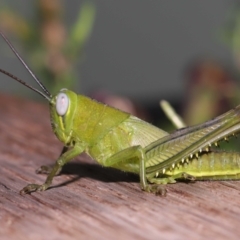 Unidentified Grasshopper, Cricket or Katydid (Orthoptera) at Wellington Point, QLD - 28 Feb 2022 by TimL