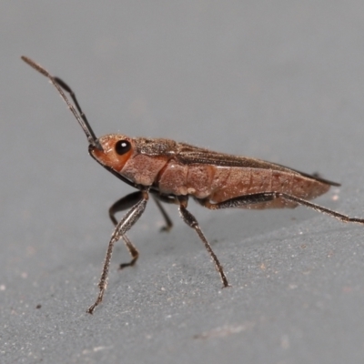 Arocatus (Genus) (A milkweed bug) at Wellington Point, QLD by TimL