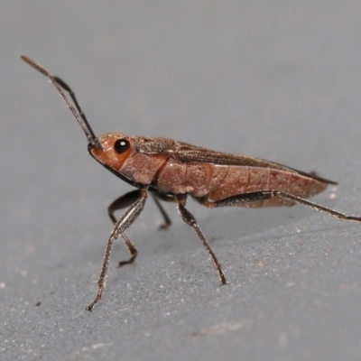 Unidentified Other true bug at Wellington Point, QLD - 1 Mar 2022 by TimL