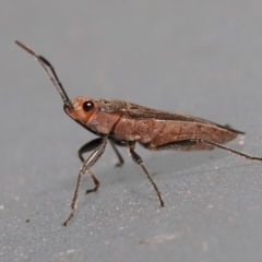 Unidentified Other true bug (TBC) at Wellington Point, QLD - 1 Mar 2022 by TimL