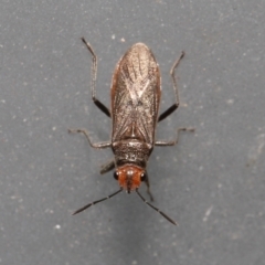 Arocatus (Genus) at Wellington Point, QLD - suppressed