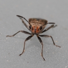 Arocatus (Genus) at Wellington Point, QLD - suppressed