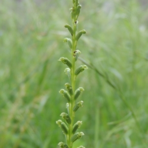 Microtis unifolia at Conder, ACT - 6 Dec 2021