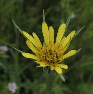 Tragopogon dubius at Conder, ACT - 2 Feb 2022