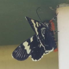 Phalaenoides glycinae (Grapevine Moth) at Conder, ACT - 9 Dec 2021 by michaelb