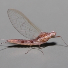 Unidentified Mayfly (Ephemeroptera) at Wellington Point, QLD - 1 Mar 2022 by TimL