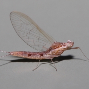 Unidentified Mayfly (Ephemeroptera) (TBC) at suppressed by TimL