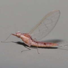 Baetidae sp. (family) at Wellington Point, QLD - suppressed