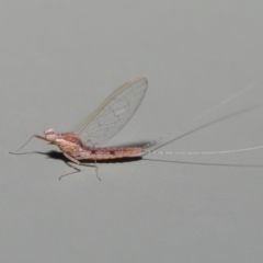 Baetidae sp. (family) at Wellington Point, QLD - suppressed