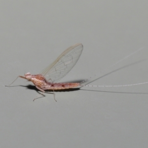 Baetidae sp. (family) at Wellington Point, QLD - suppressed