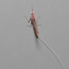 Baetidae sp. (family) at Wellington Point, QLD - suppressed