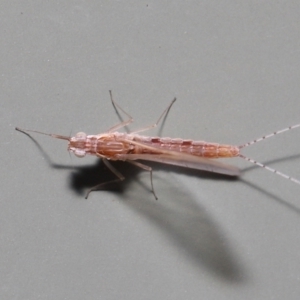 Baetidae sp. (family) at Wellington Point, QLD - suppressed