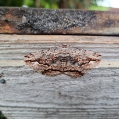 Scioglyptis lyciaria (White-patch Bark Moth) at Aranda, ACT - 8 Mar 2022 by Ormaylo