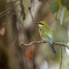 Merops ornatus (Rainbow Bee-eater) at Bellmount Forest, NSW - 6 Mar 2022 by trevsci