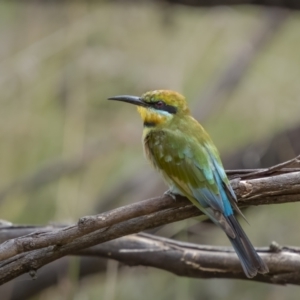 Merops ornatus at Bellmount Forest, NSW - 6 Mar 2022 01:17 PM