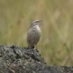 Climacteris picumnus victoriae (Brown Treecreeper) at Bellmount Forest, NSW - 6 Mar 2022 by trevsci