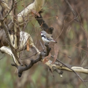 Stagonopleura guttata at Bellmount Forest, NSW - suppressed