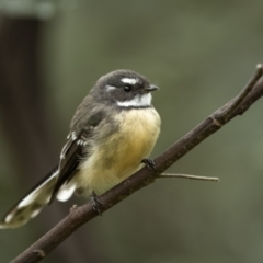 Rhipidura albiscapa (Grey Fantail) at Yass River, NSW - 5 Mar 2022 by trevsci