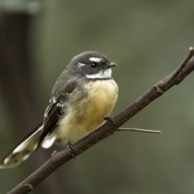 Rhipidura albiscapa (Grey Fantail) at Yass River, NSW - 5 Mar 2022 by trevsci