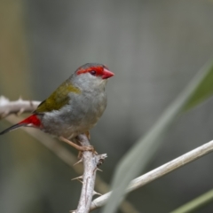 Neochmia temporalis (Red-browed Finch) at Yass River, NSW - 6 Mar 2022 by trevsci
