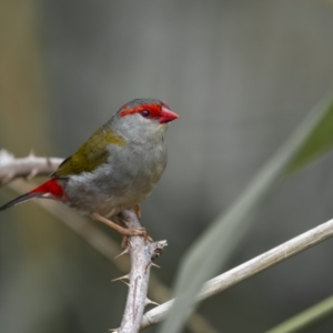 Neochmia temporalis at Yass River, NSW - 6 Mar 2022