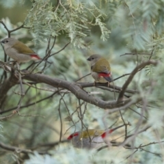 Neochmia temporalis at Yass River, NSW - 6 Mar 2022