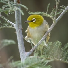 Zosterops lateralis (Silvereye) at Yass River, NSW - 6 Mar 2022 by trevsci
