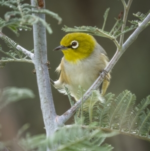 Zosterops lateralis at Yass River, NSW - 6 Mar 2022