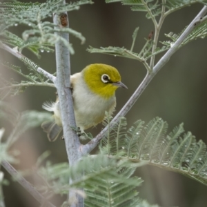 Zosterops lateralis at Yass River, NSW - 6 Mar 2022