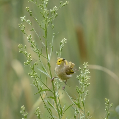 Ptilotula penicillata (White-plumed Honeyeater) at Bellmount Forest, NSW - 6 Mar 2022 by trevsci