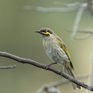 Caligavis chrysops at Yass River, NSW - 6 Mar 2022 10:11 AM