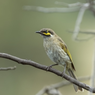 Caligavis chrysops (Yellow-faced Honeyeater) at Yass River, NSW - 5 Mar 2022 by trevsci