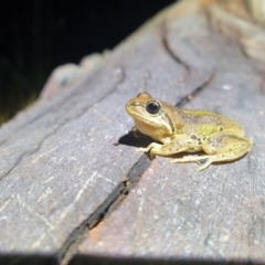 Litoria verreauxii verreauxii (Whistling Tree-frog) at Goorooyarroo NR (ACT) - 7 Mar 2022 by brittbrockers