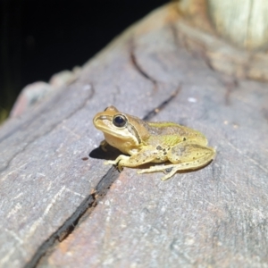 Litoria verreauxii verreauxii at Throsby, ACT - 7 Mar 2022