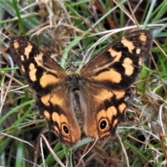 Heteronympha banksii (Banks' Brown) at Tidbinbilla Nature Reserve - 8 Mar 2022 by JohnBundock