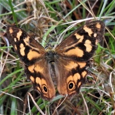 Heteronympha banksii (Banks' Brown) at Tidbinbilla Nature Reserve - 8 Mar 2022 by JohnBundock