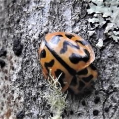 Cleobora mellyi (Southern Ladybird) at Tidbinbilla Nature Reserve - 8 Mar 2022 by JohnBundock